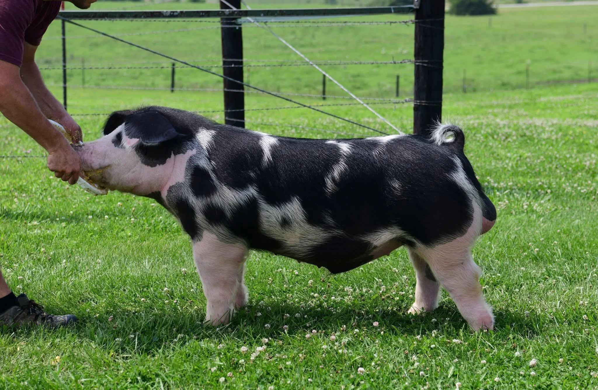 america！shihara シハラ square pierce 7 america様専用！shihara シハラ square pierce 7 - メルカリ